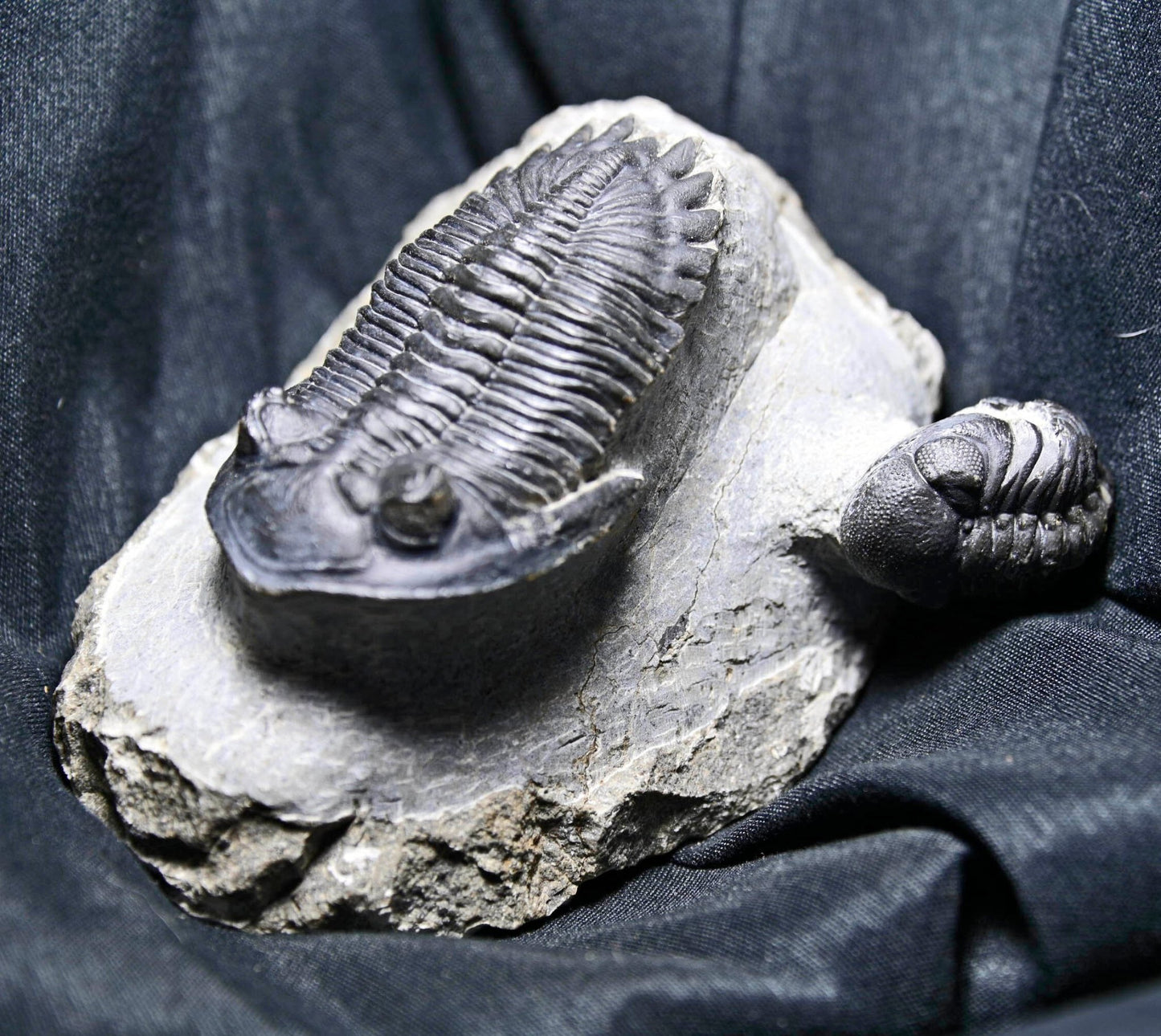 Hollardops mesocristatus with Phacops sp