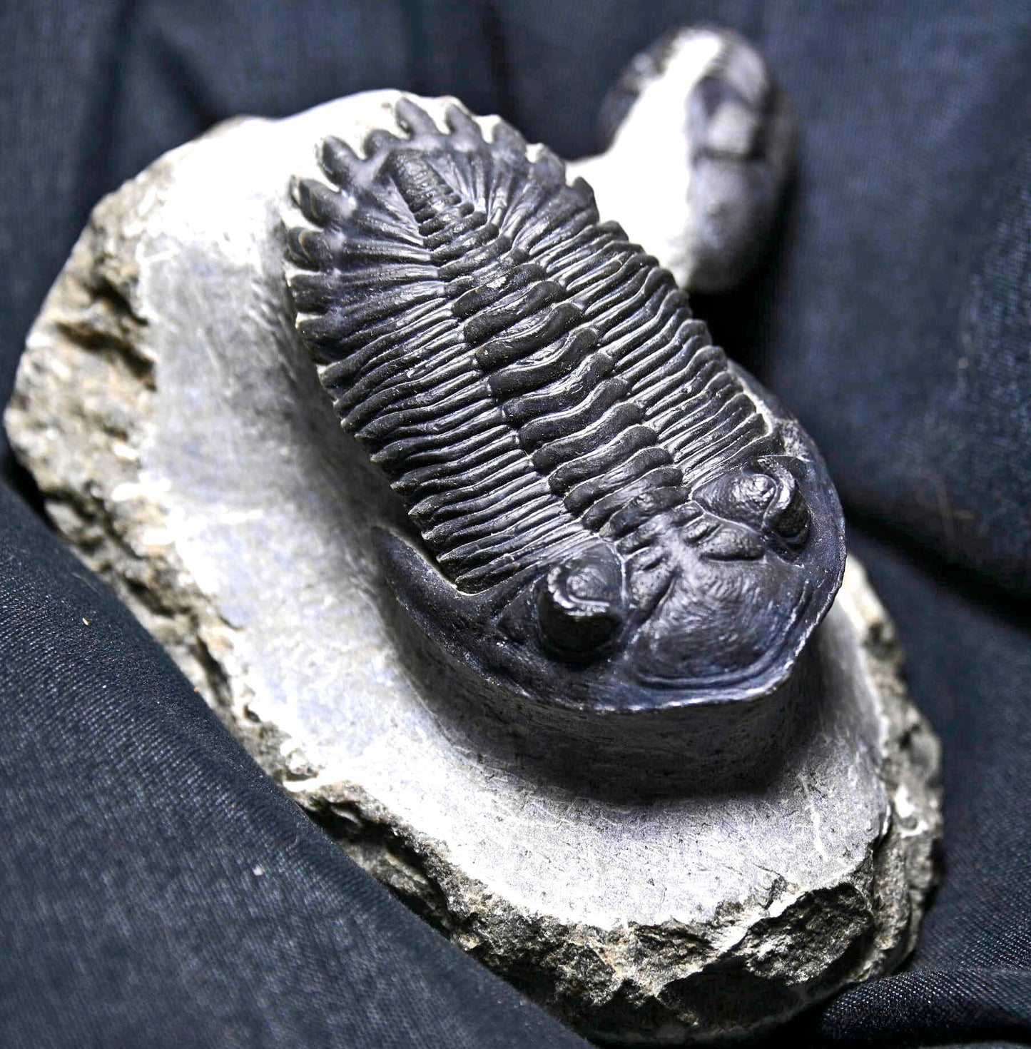 Hollardops mesocristatus with Phacops sp