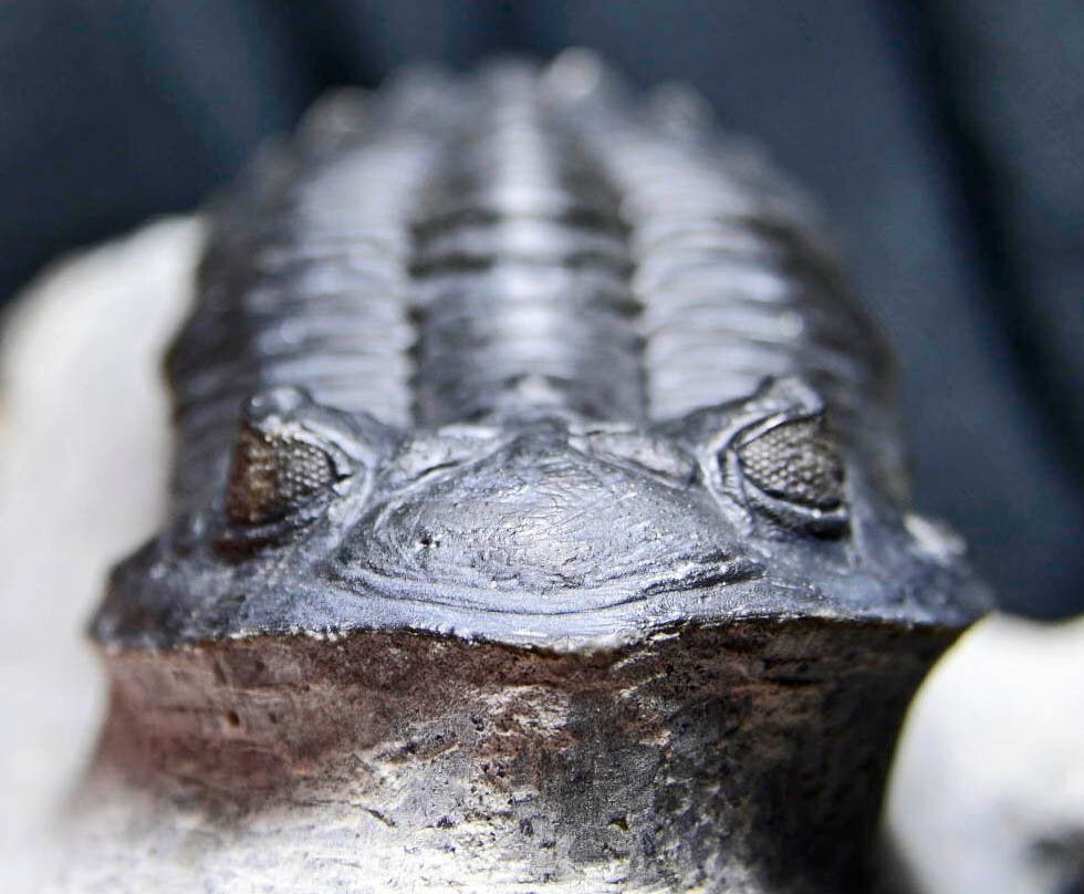 Hollardops mesocristatus with Phacops sp
