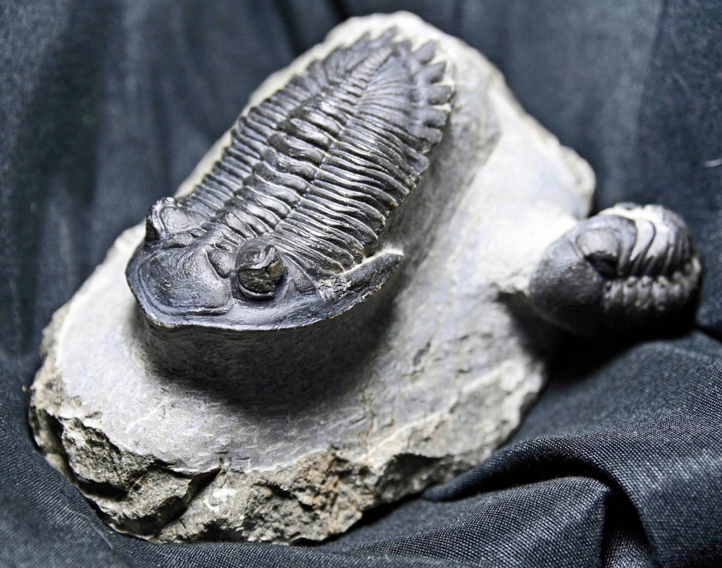 Hollardops mesocristatus with Phacops sp