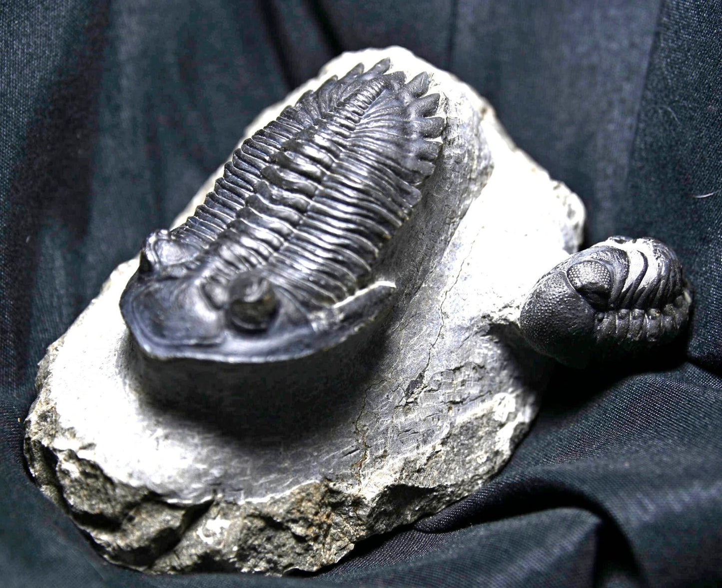 Hollardops mesocristatus with Phacops sp