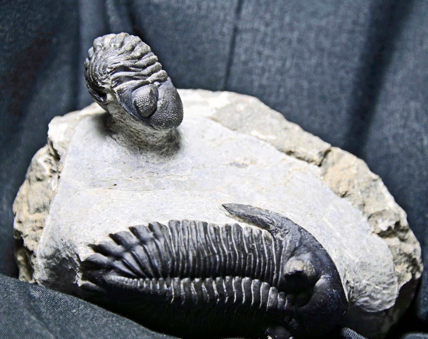Hollardops mesocristatus with Phacops sp