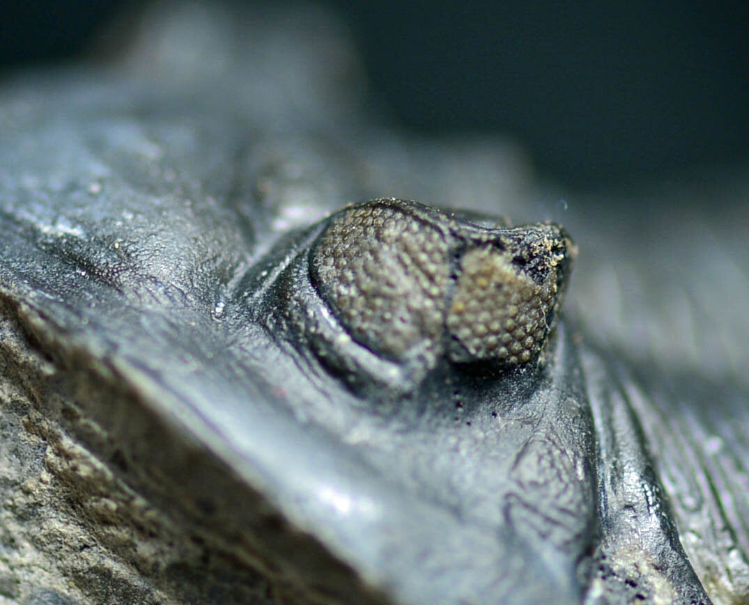 Hollardops mesocristatus with Phacops sp