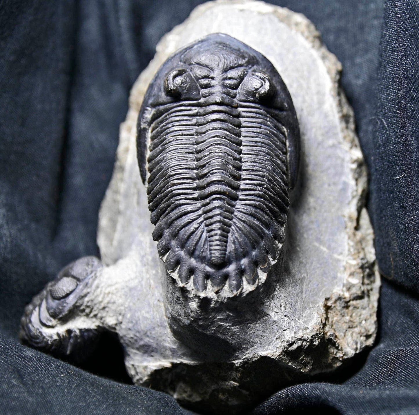 Hollardops mesocristatus with Phacops sp