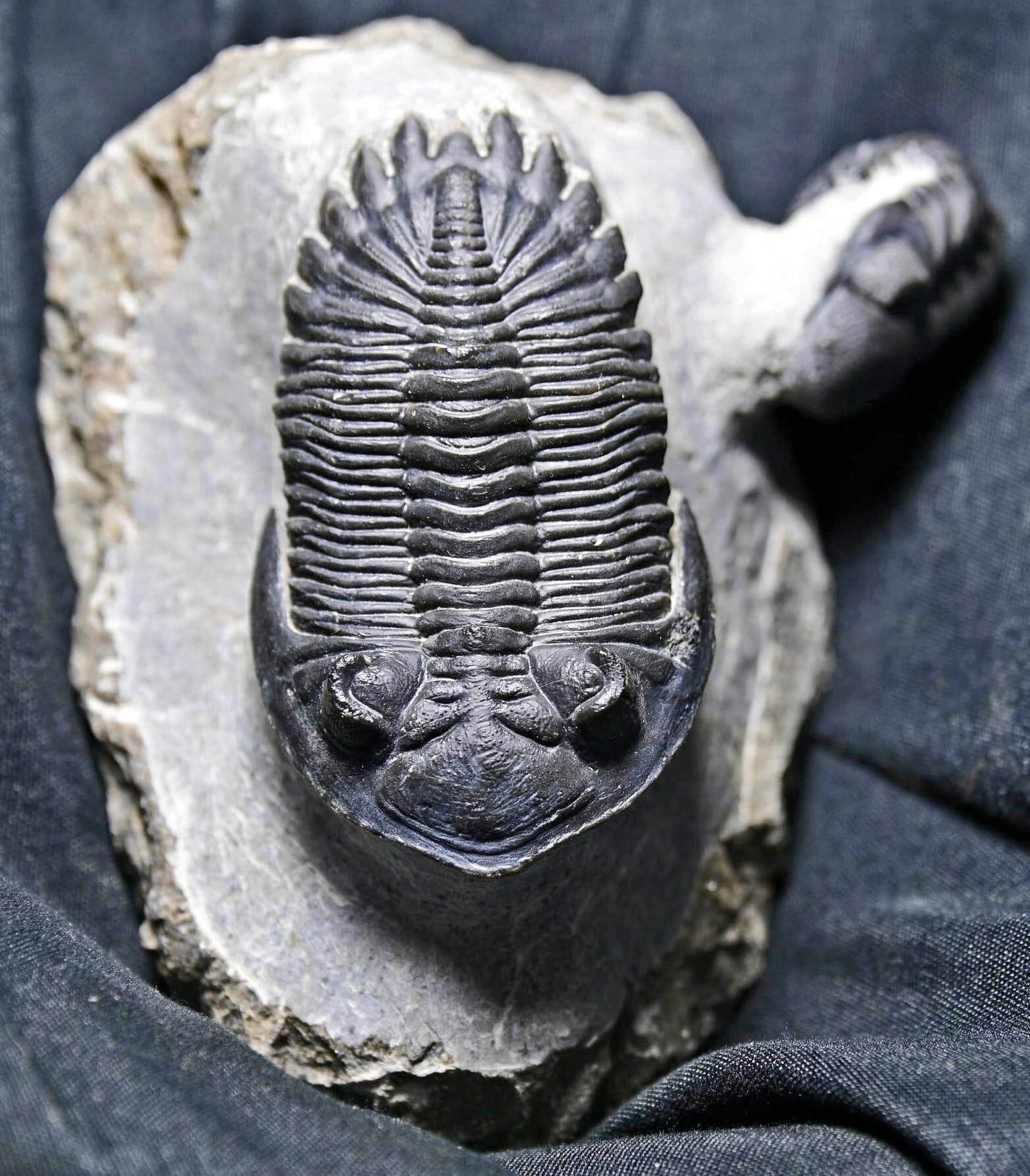 Hollardops mesocristatus with Phacops sp