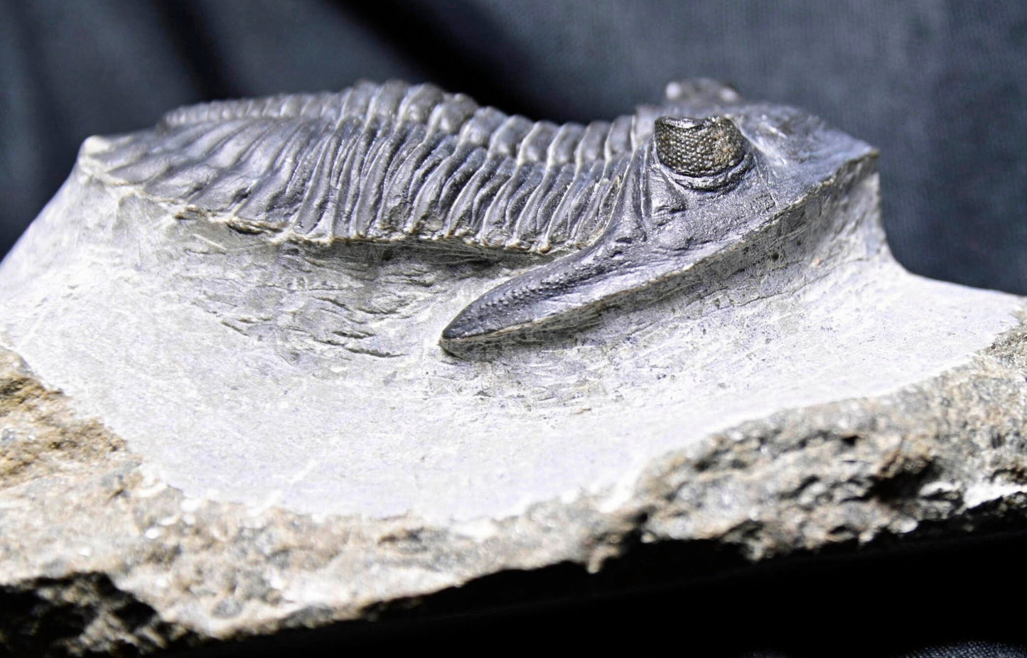 Hollardops mesocristatus with Phacops sp