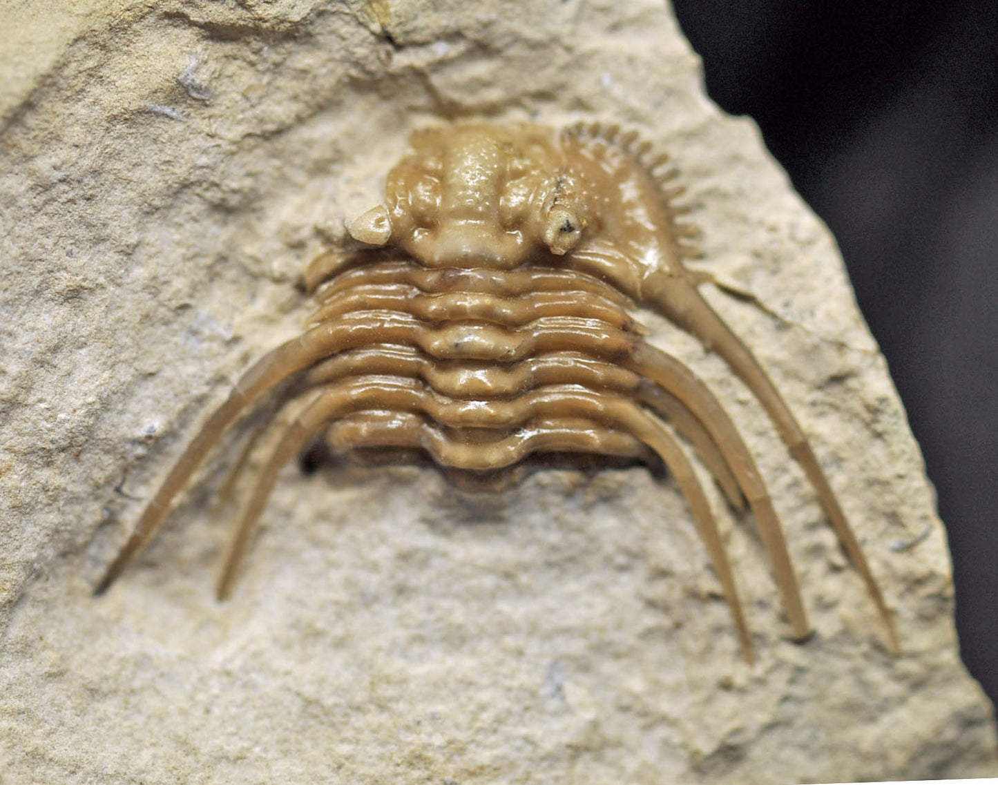 Kettneraspis williamsi