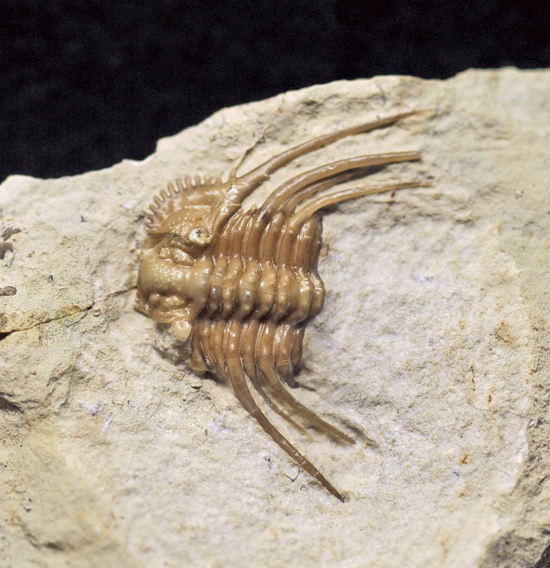 Kettneraspis williamsi