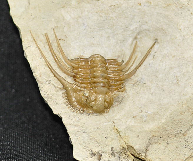 Kettneraspis williamsi