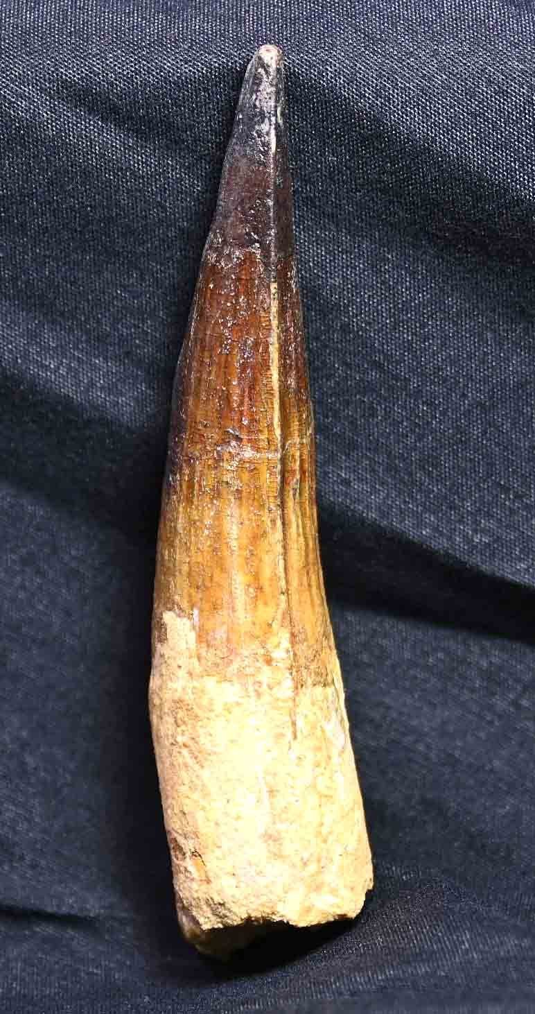 Large Spinosaurus tooth, 4.22"