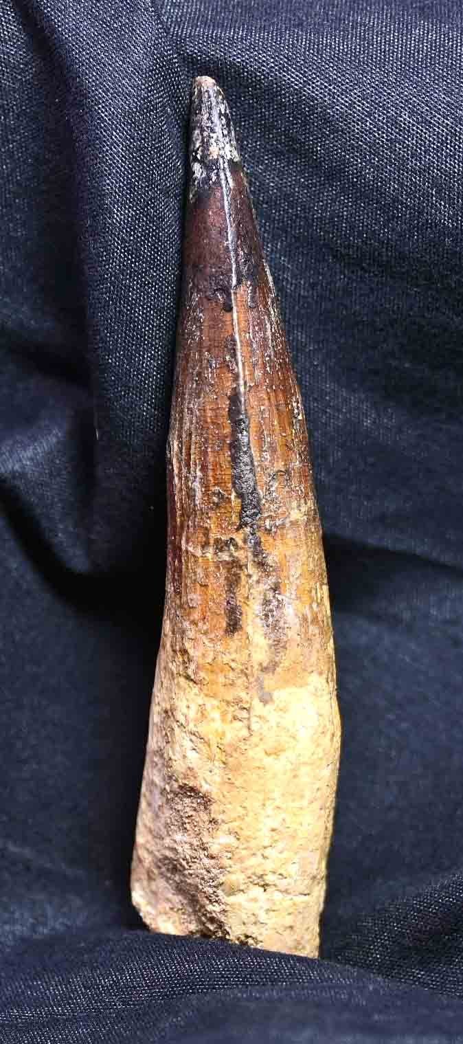 Large Spinosaurus tooth, 4.22"