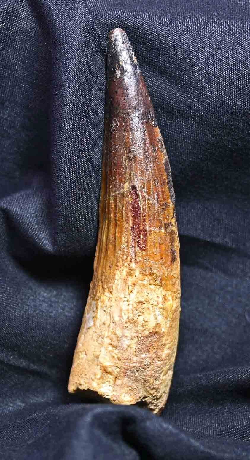 Large Spinosaurus tooth, 4.22"