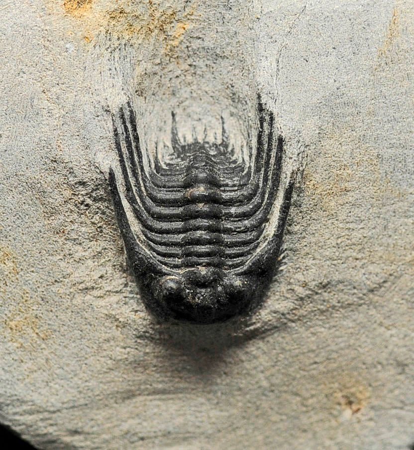 Leonaspis trilobite