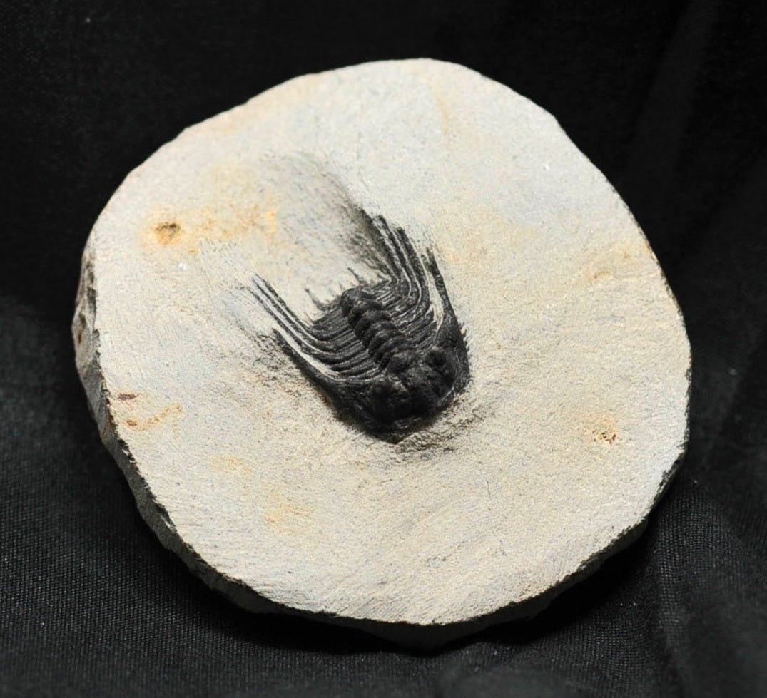 Leonaspis trilobite