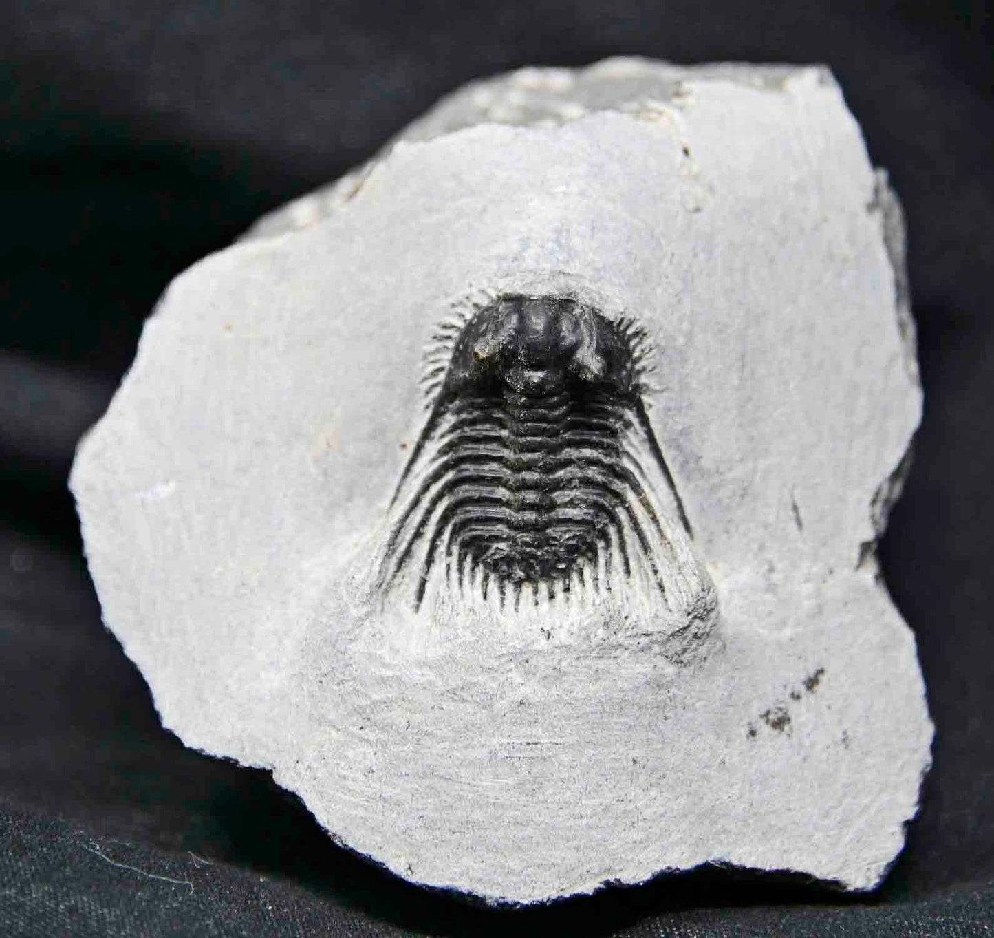 Leonaspis trilobite