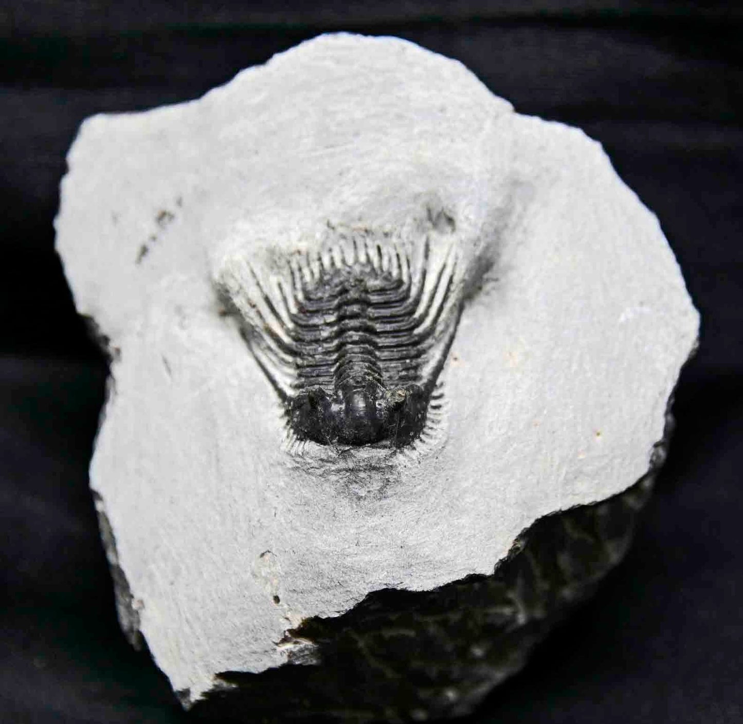 Leonaspis trilobite