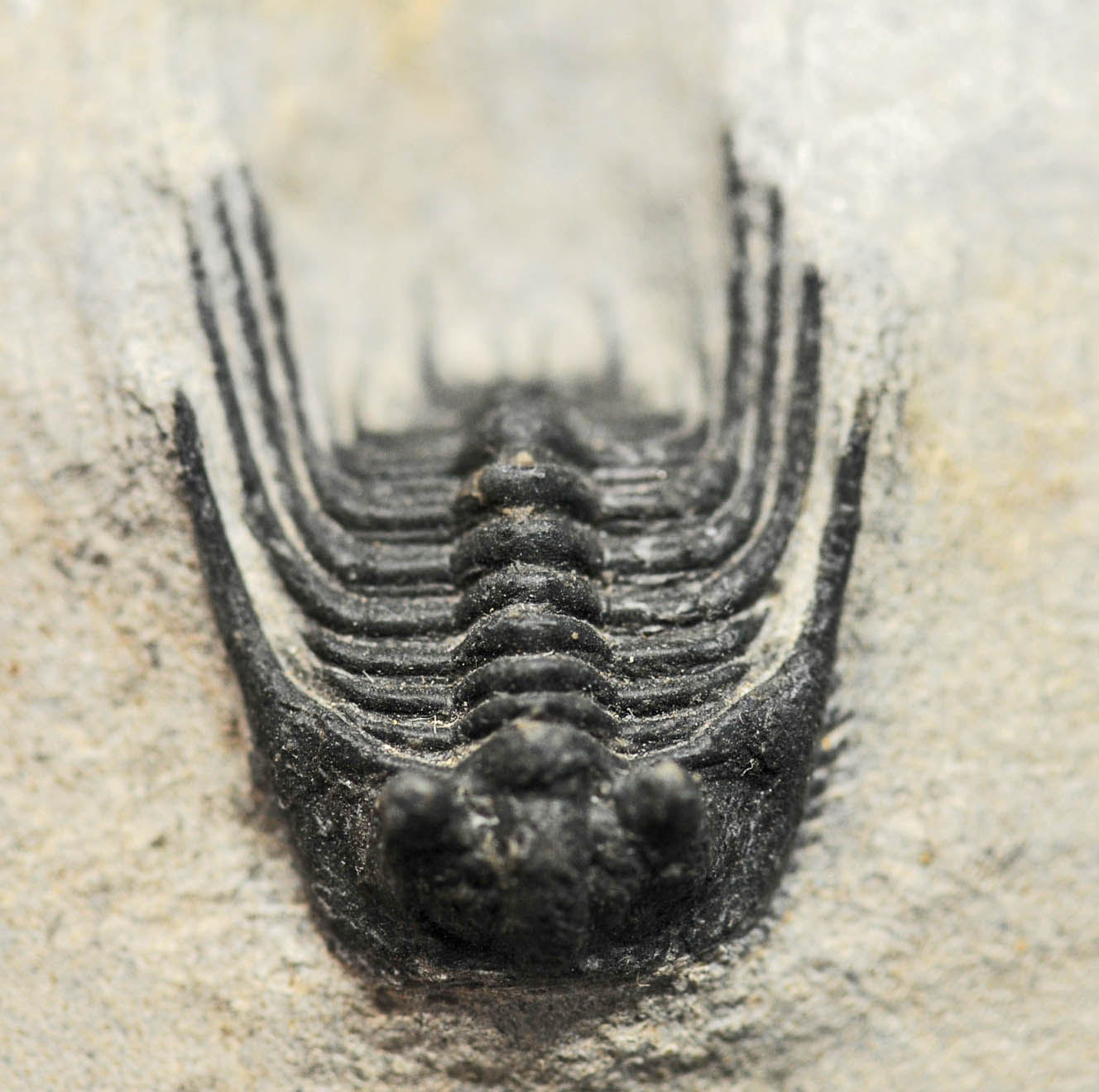 Leonaspis trilobite