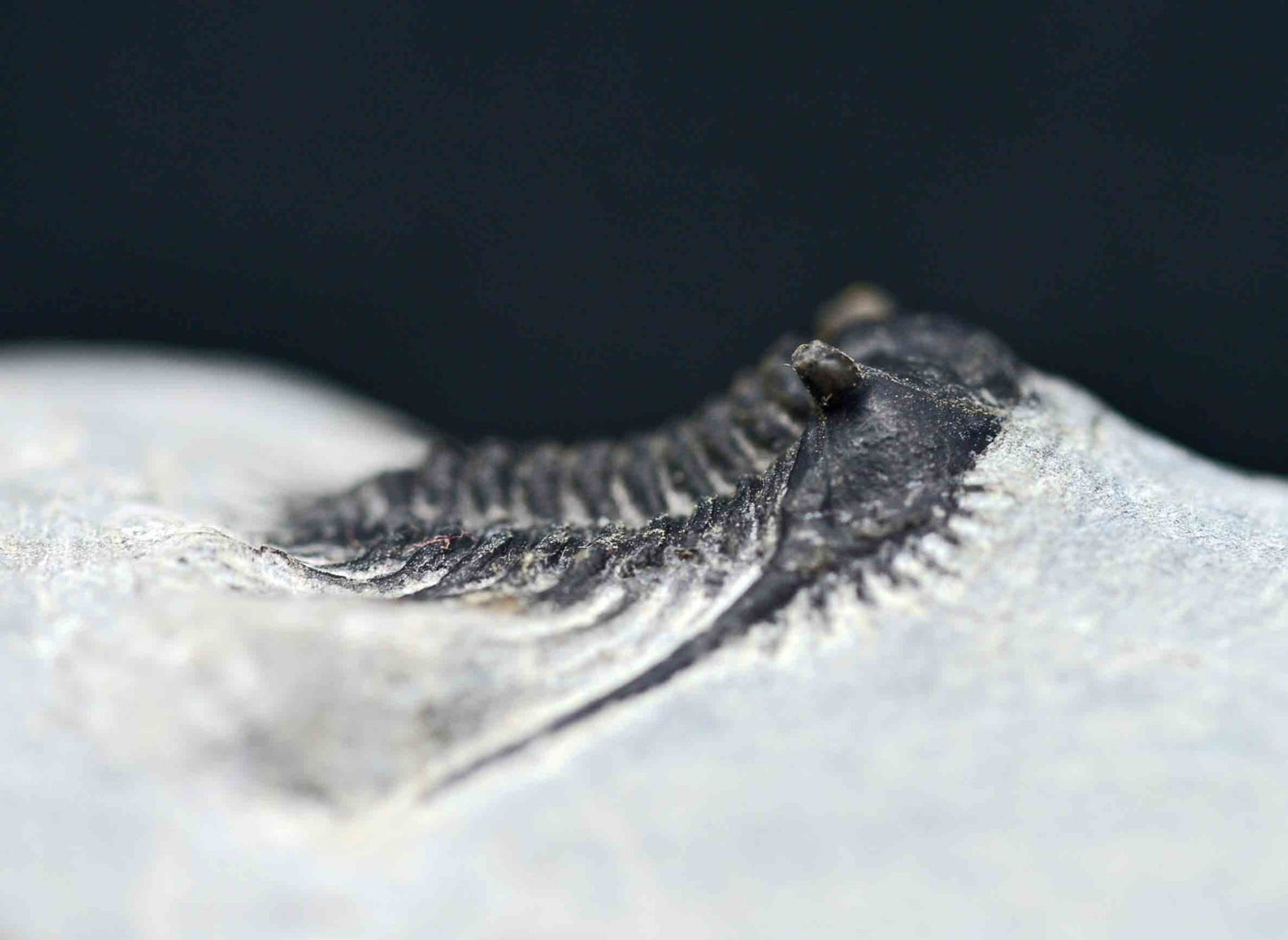 Leonaspis trilobite