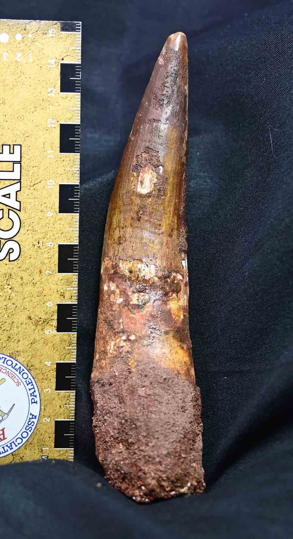 Massive Spinosaurus tooth, 6.25"SOLD