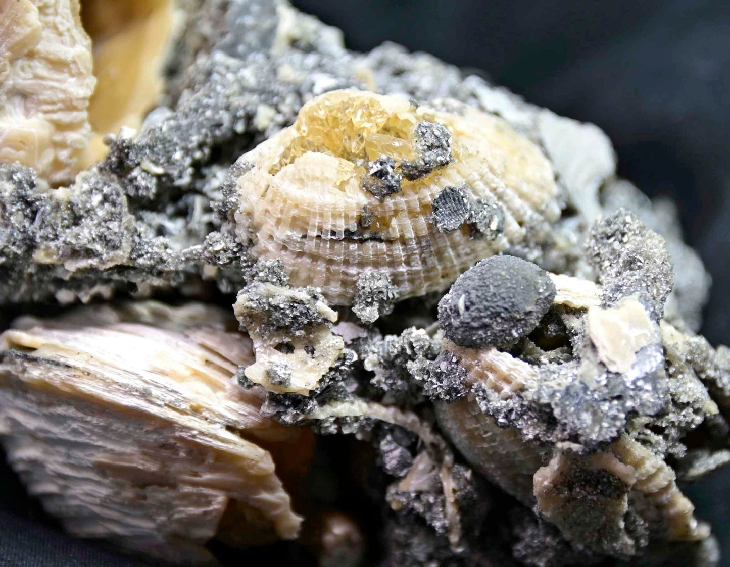 Mercenaria permagna, Calcite Clams