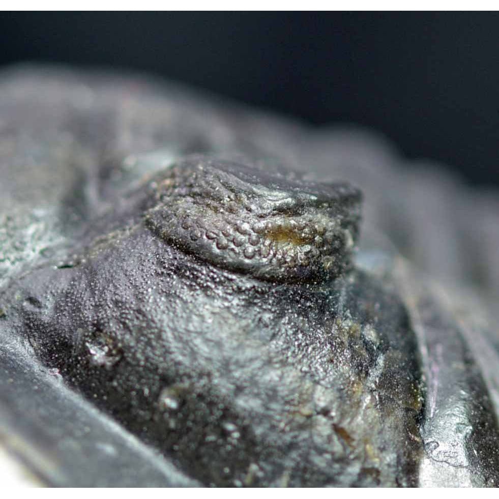 Morocconites malladoides