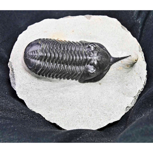 Morocconites malladoides