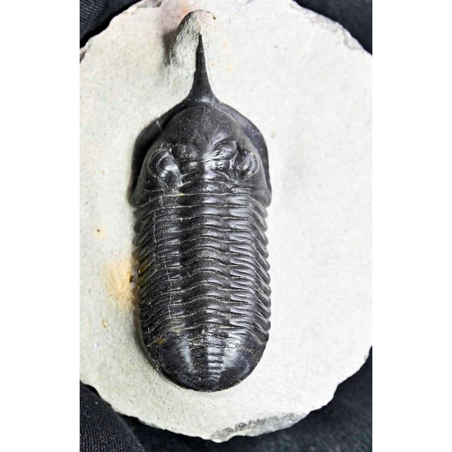 Morocconites malladoides