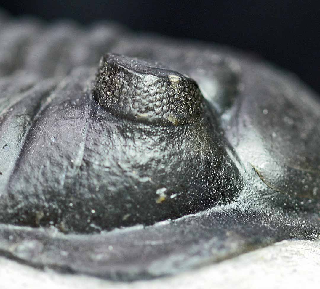 Morocconites malladoides