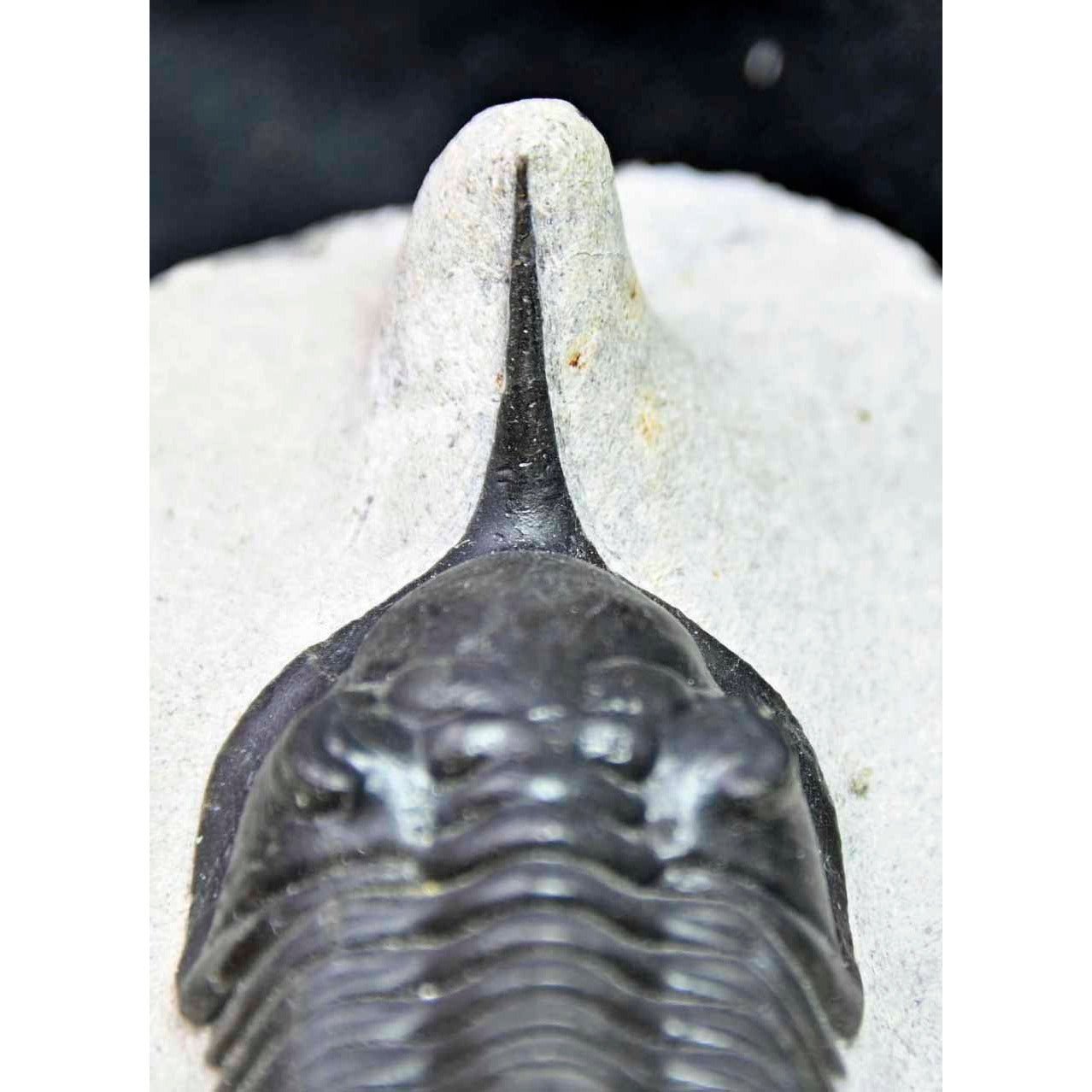 Morocconites malladoides