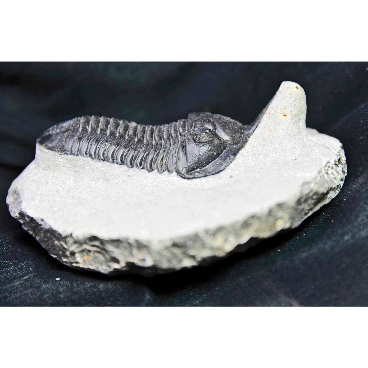 Morocconites malladoides