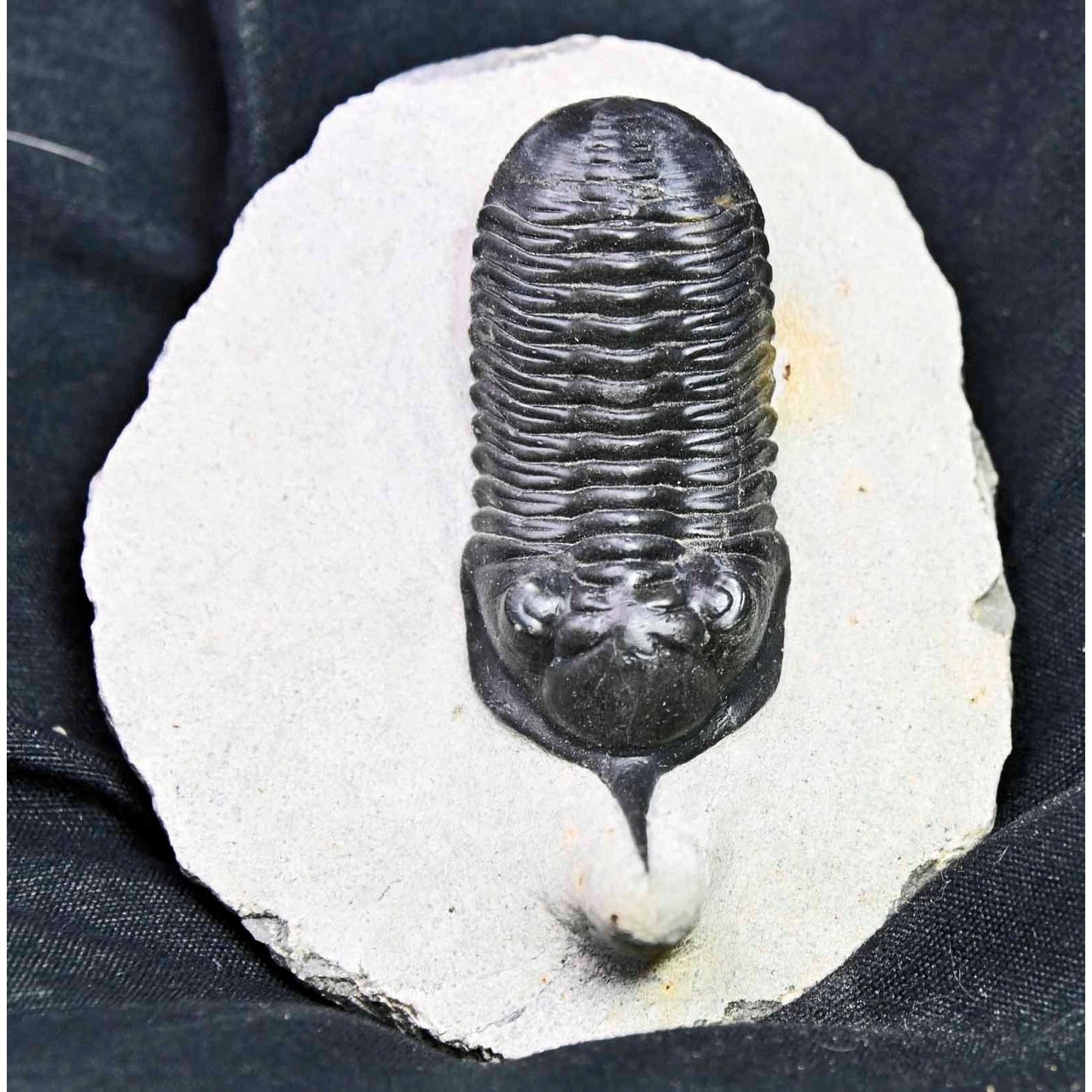 Morocconites malladoides