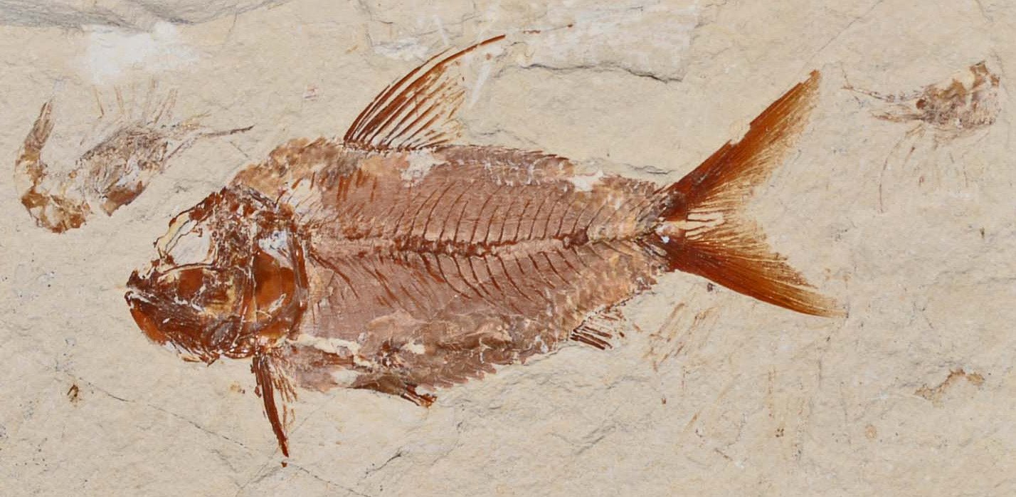 Nematonotus longispinus