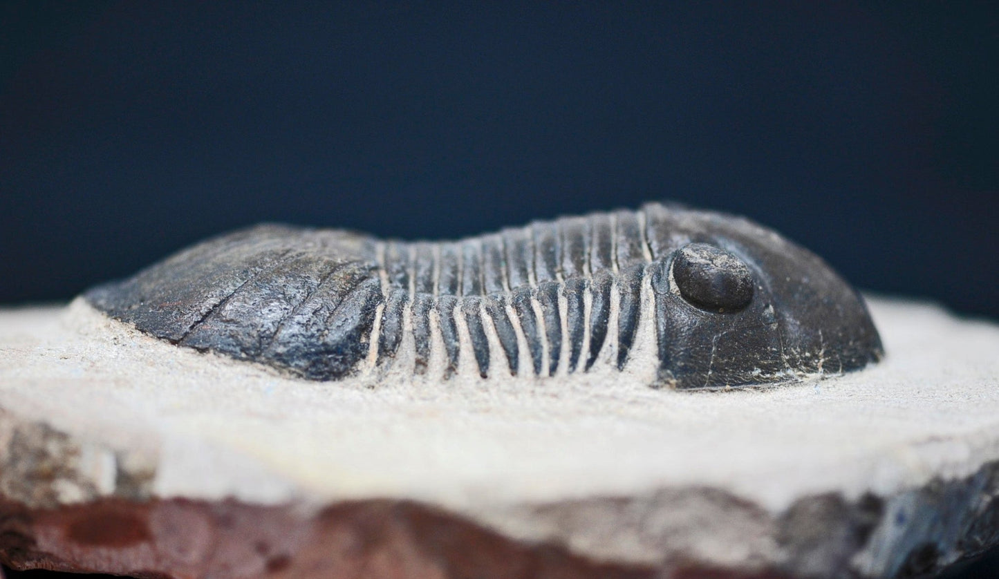 Paralejurus hamlagdadicus