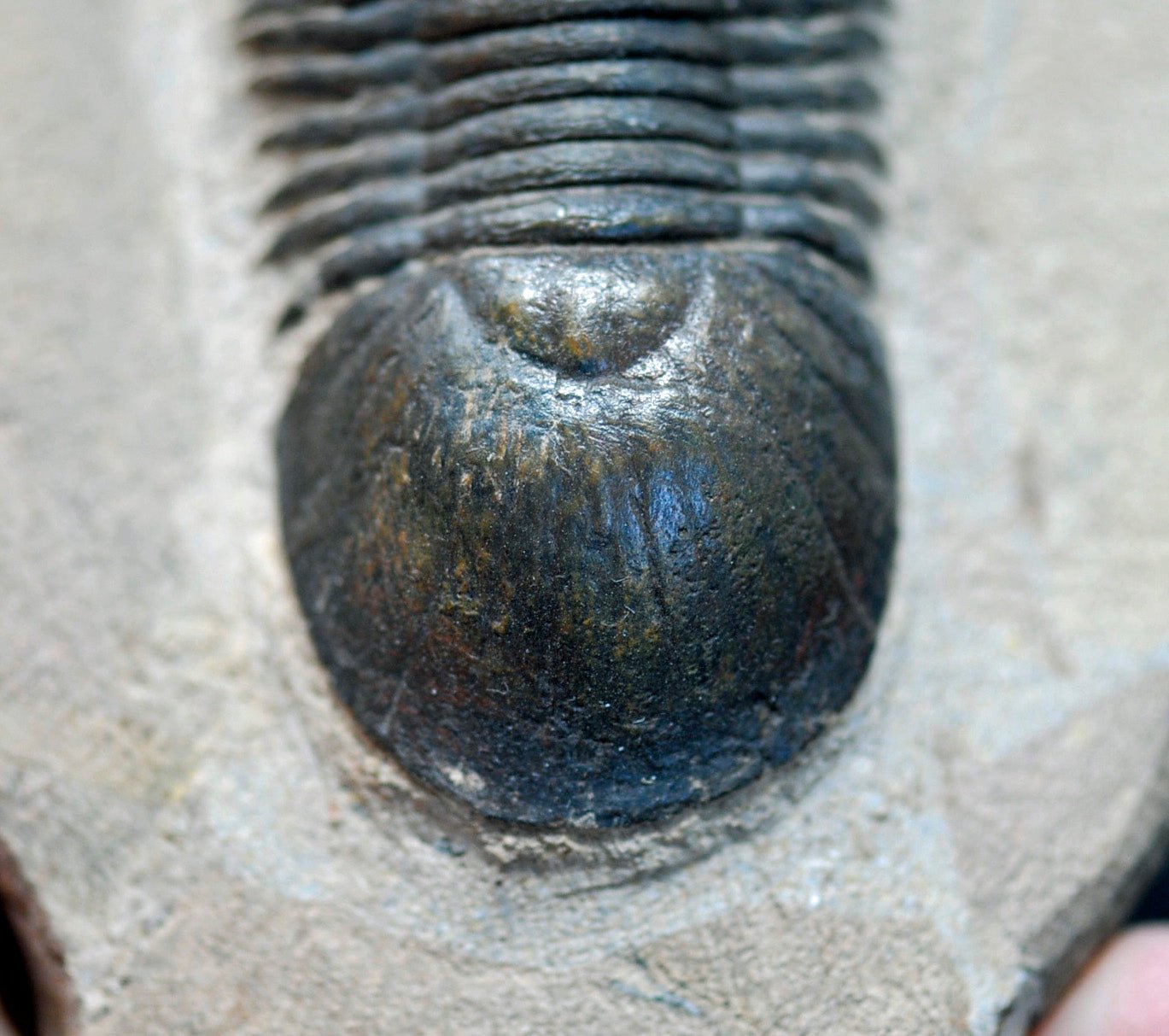 Paralejurus hamlagdadicus