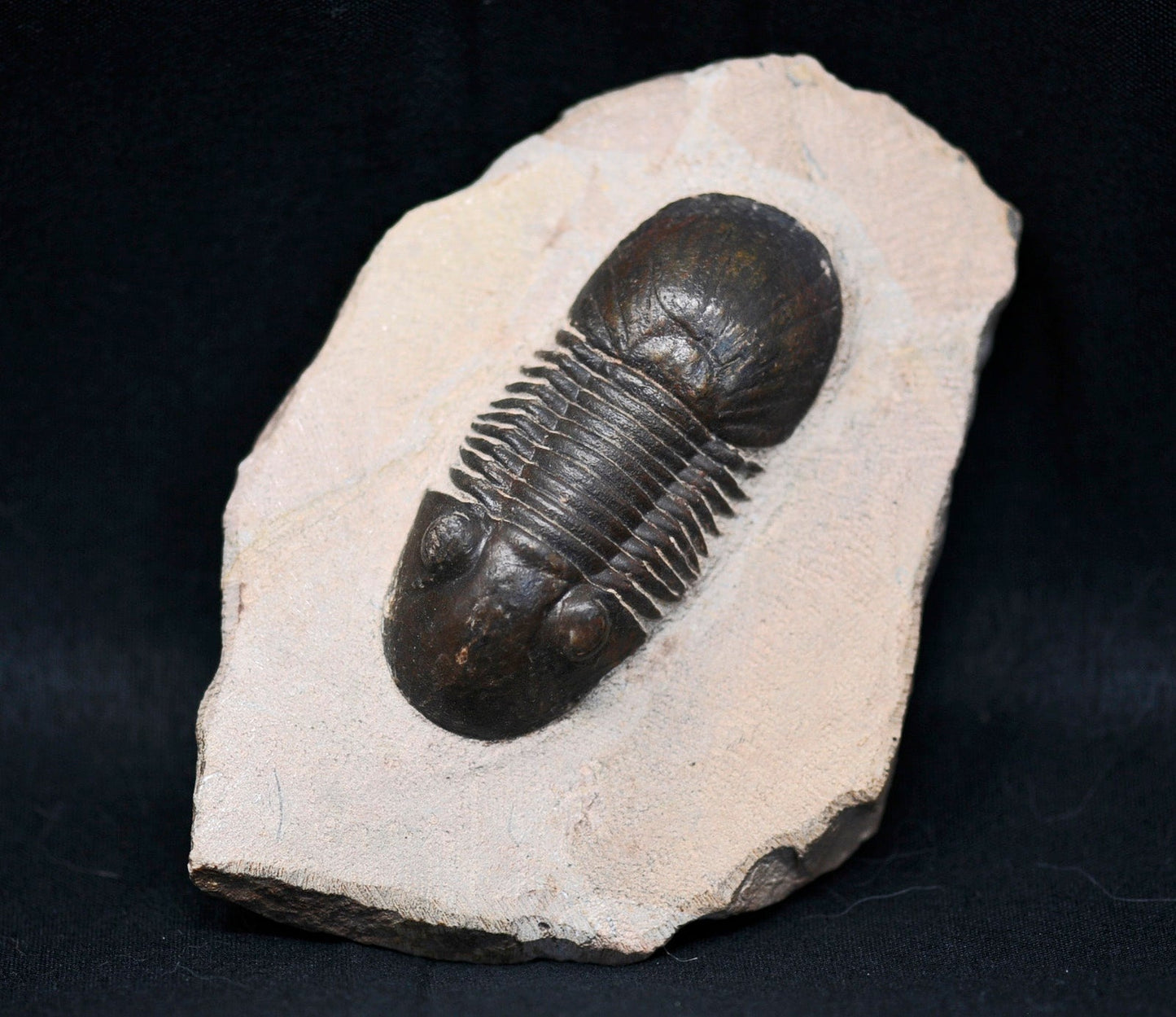 Paralejurus hamlagdadicus