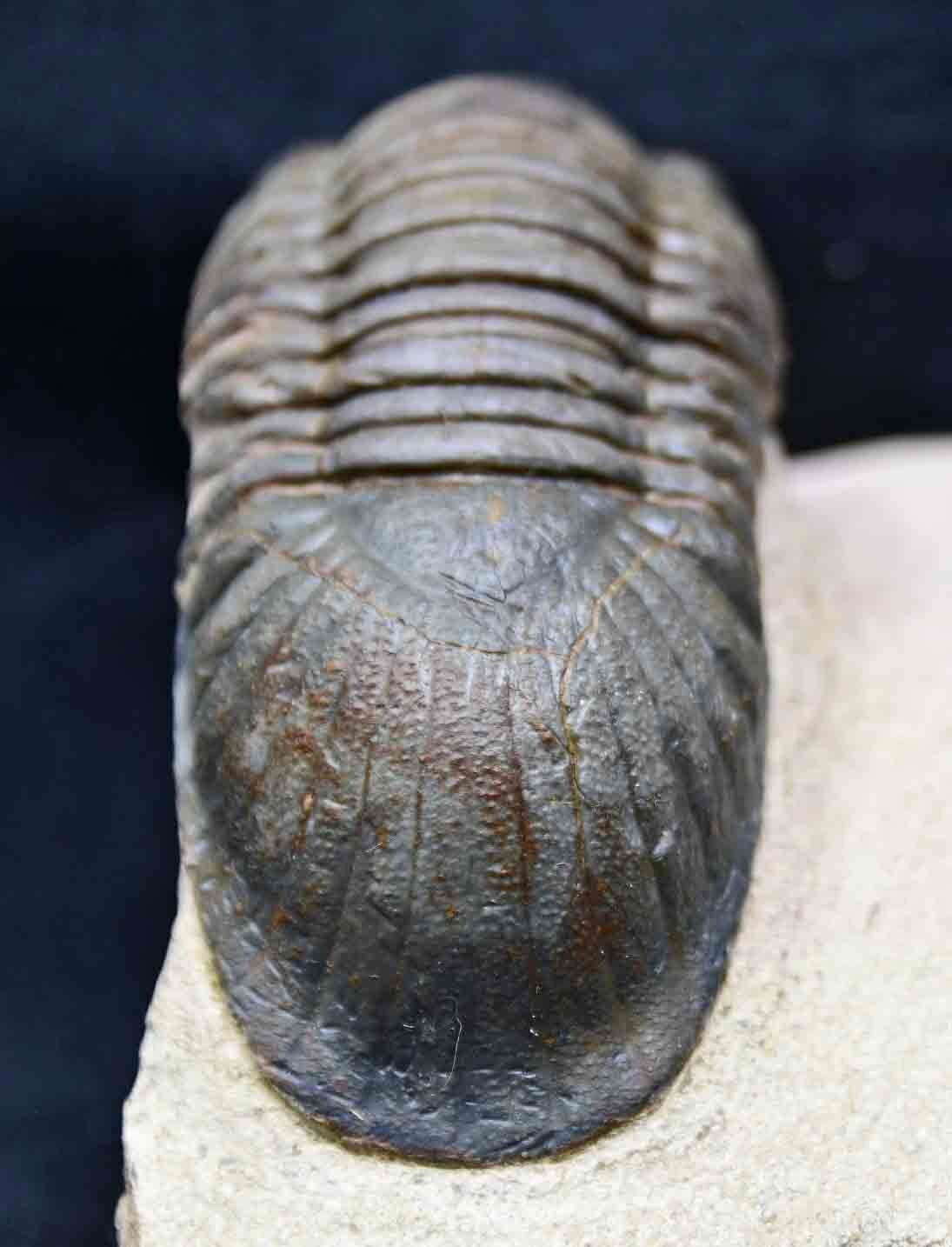 Paralejurus spatuliformis