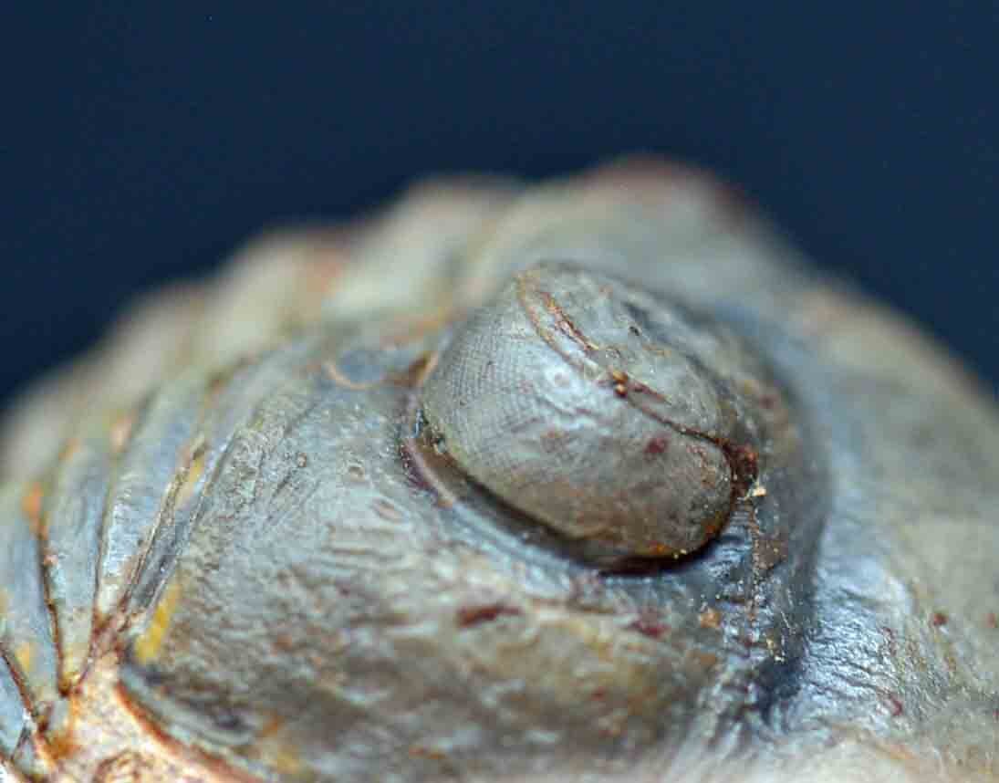 Paralejurus spatuliformis