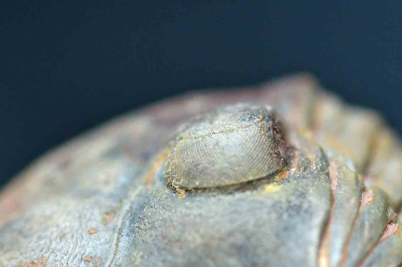 Paralejurus spatuliformis