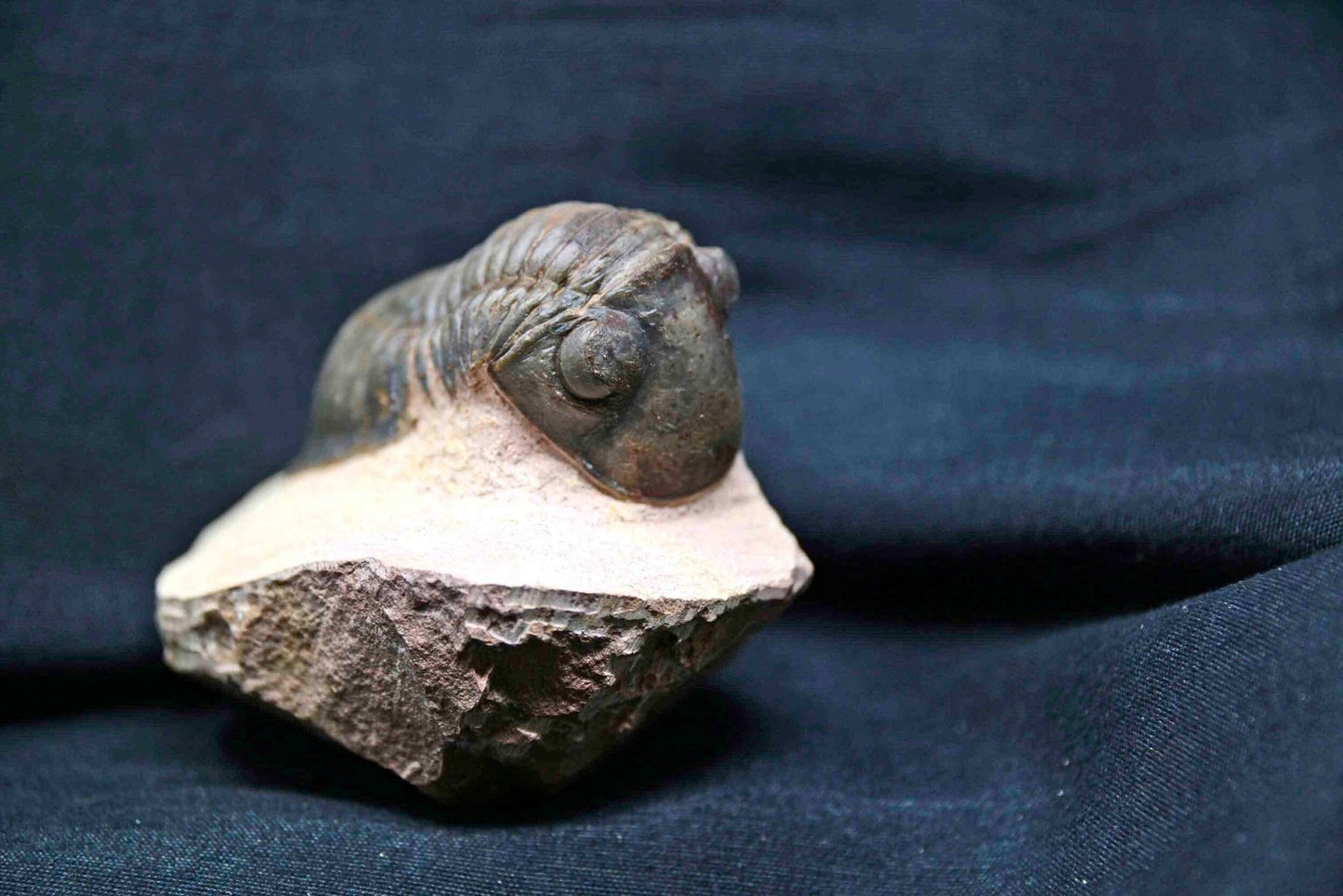 Paralejurus spatuliformis