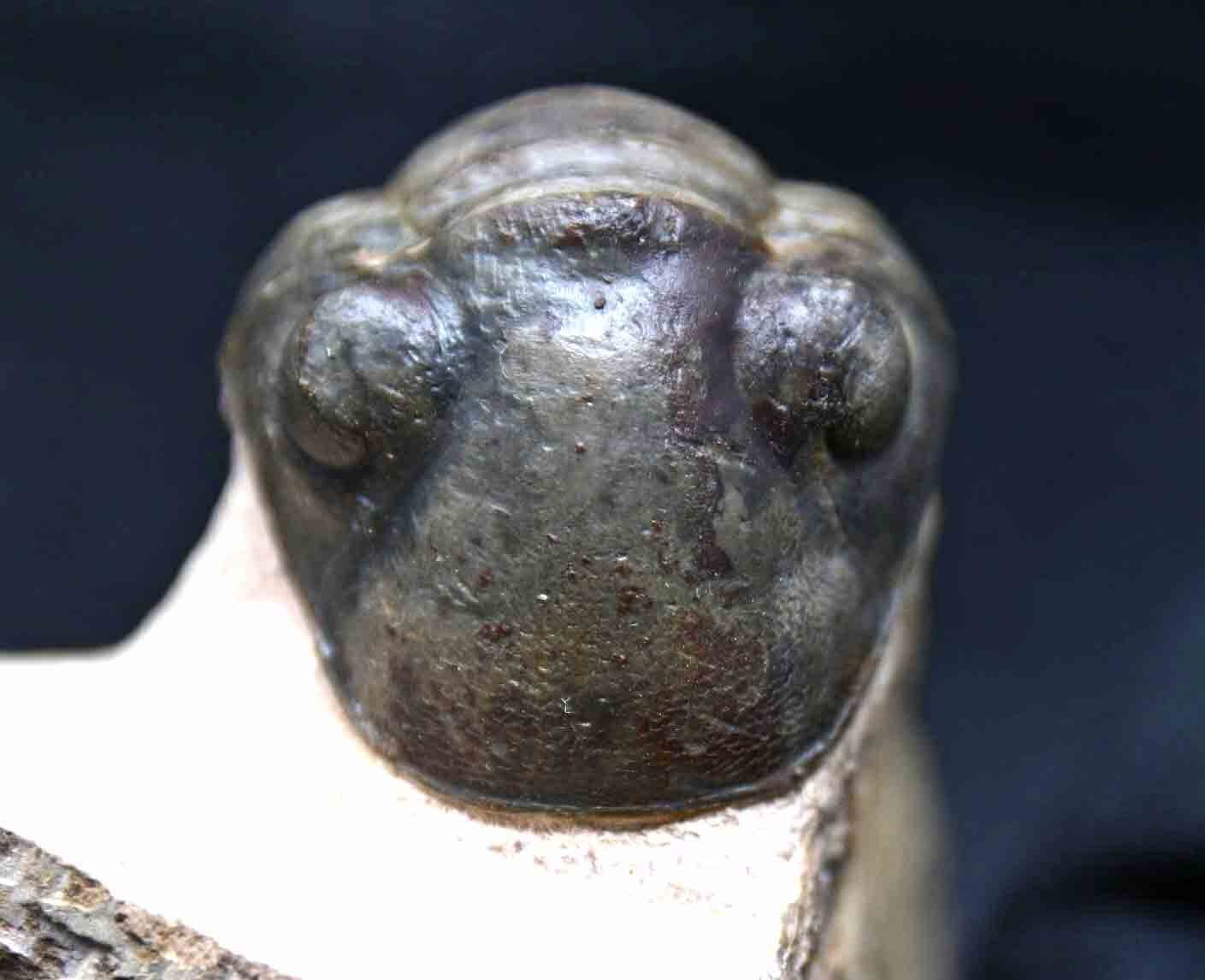 Paralejurus spatuliformis