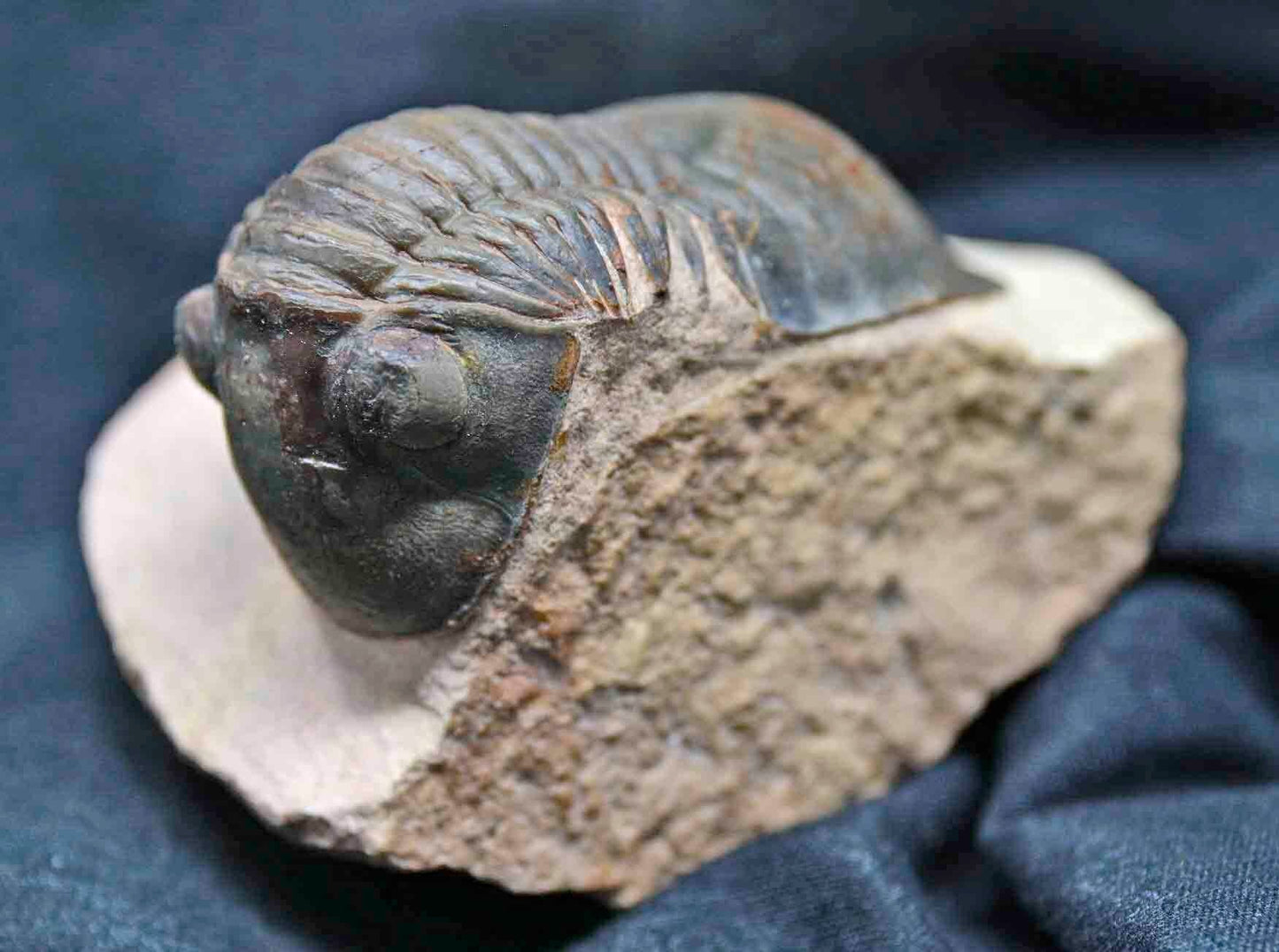 Paralejurus spatuliformis