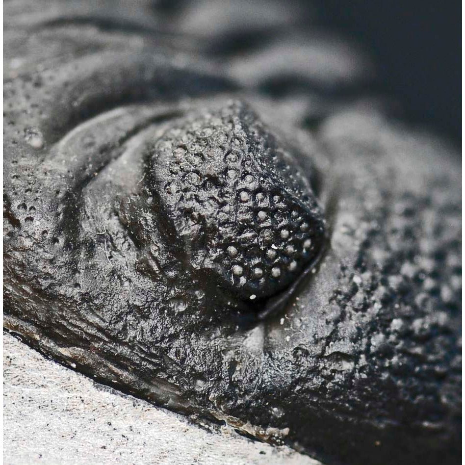 Pedinopariops (Hypsipariops) vagabundusis