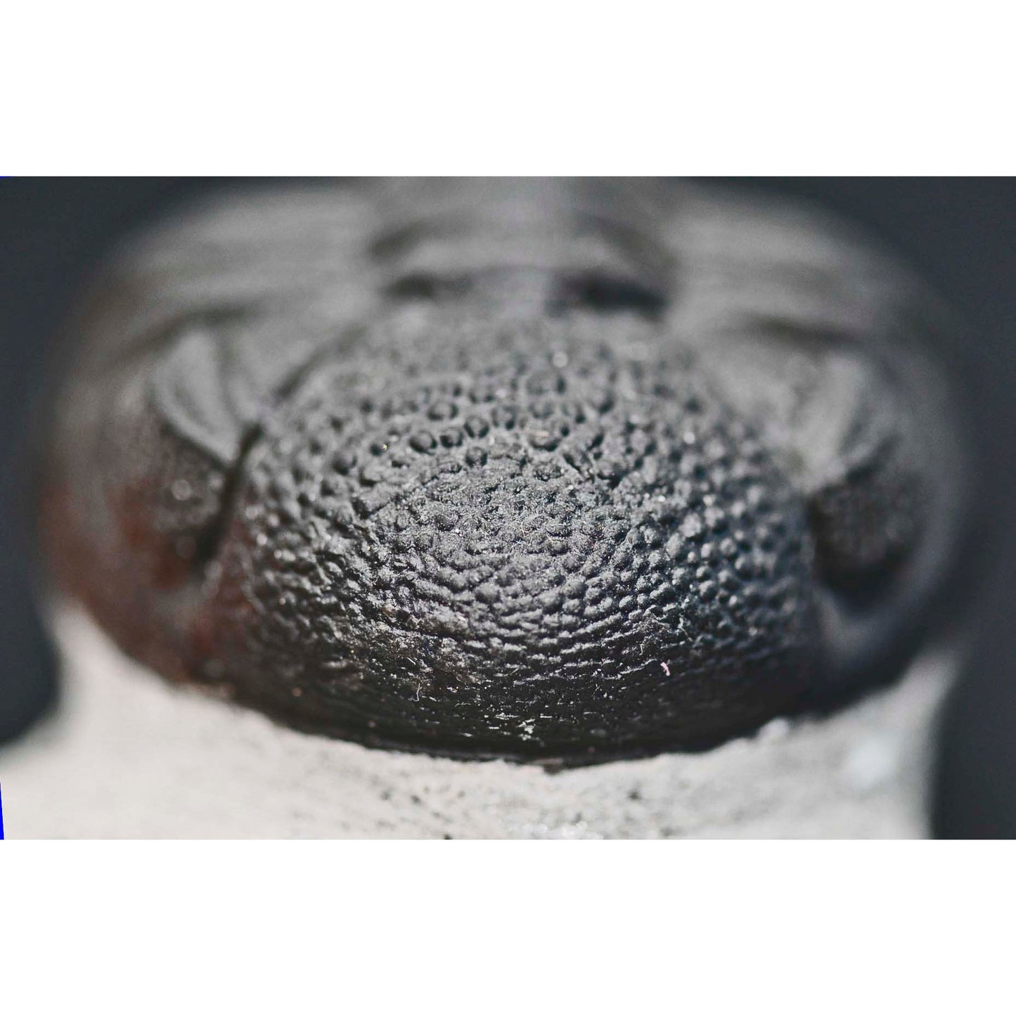 Pedinopariops (Hypsipariops) vagabundusis