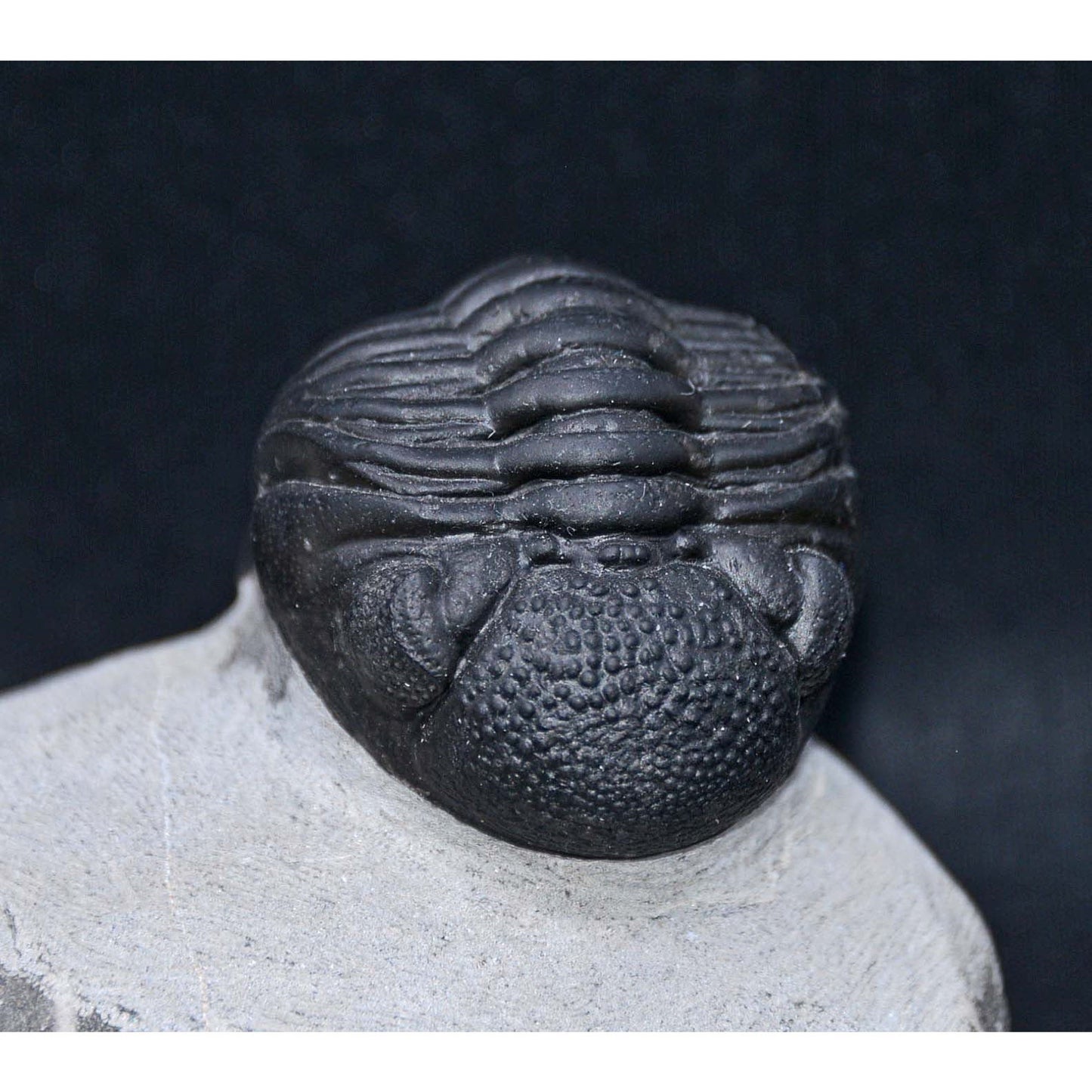 Pedinopariops (Hypsipariops) vagabundusis