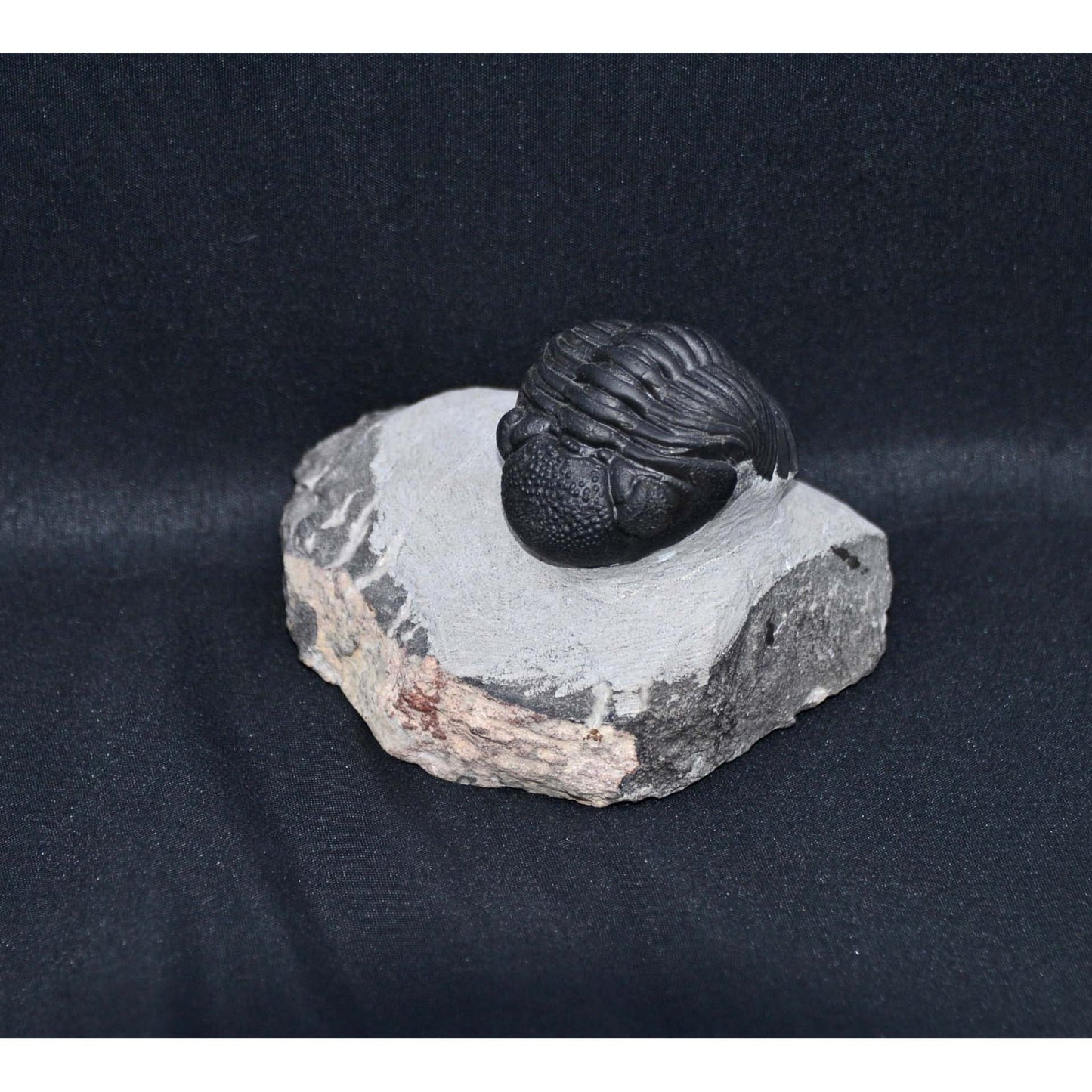 Pedinopariops (Hypsipariops) vagabundusis