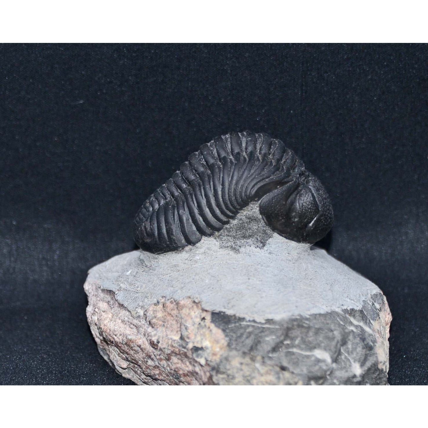 Pedinopariops (Hypsipariops) vagabundusis