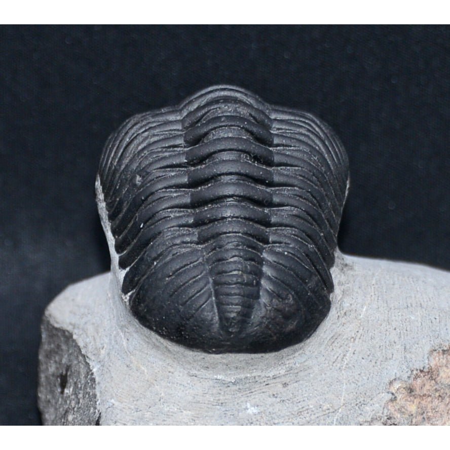 Pedinopariops (Hypsipariops) vagabundusis