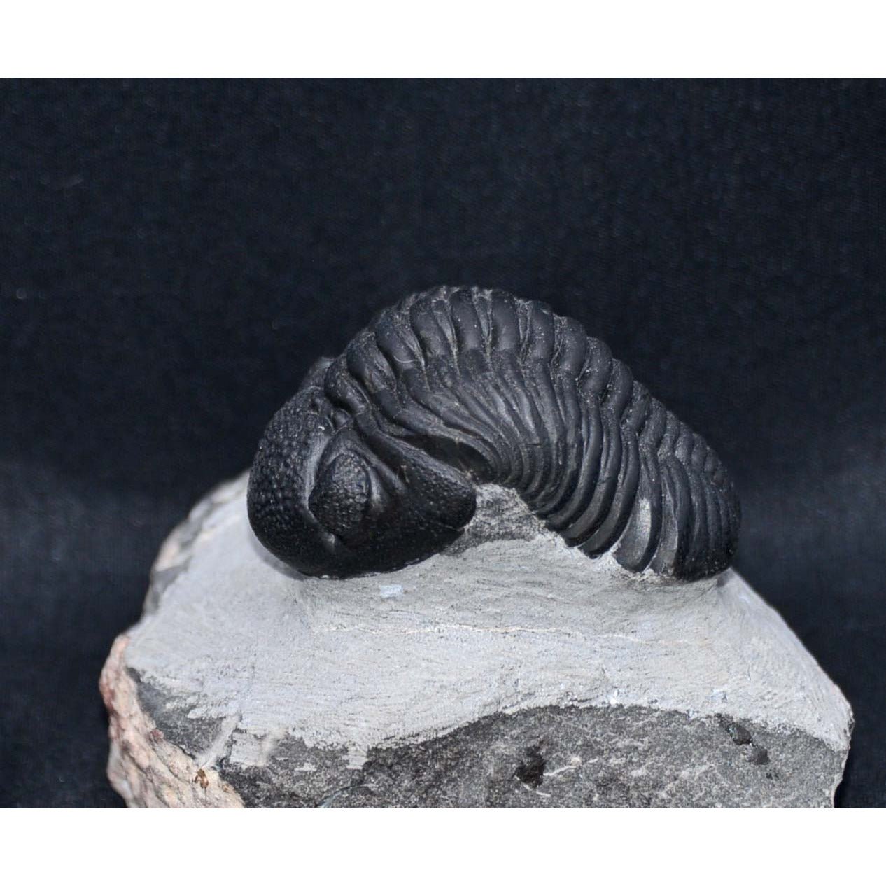 Pedinopariops (Hypsipariops) vagabundusis