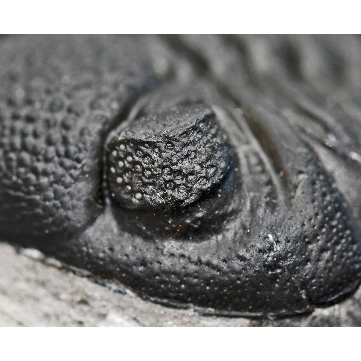 Pedinopariops (Hypsipariops) vagabundusis