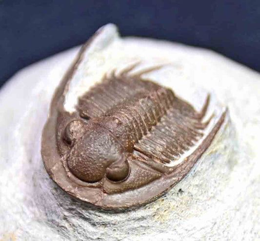 Xiphogonium trautensteinesis